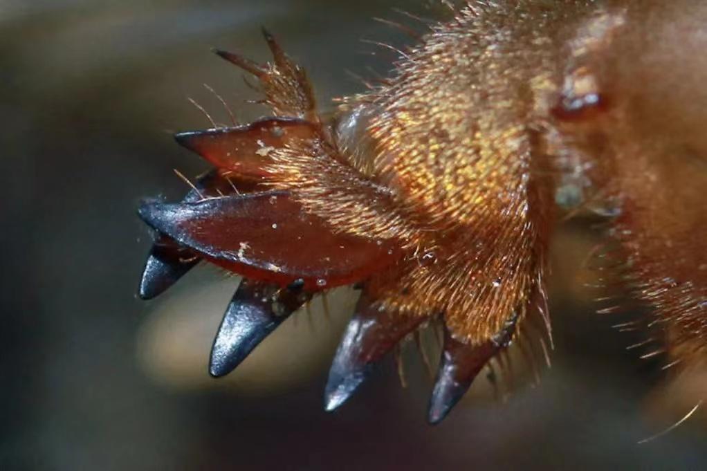 虫形挖掘机——蝼蛄