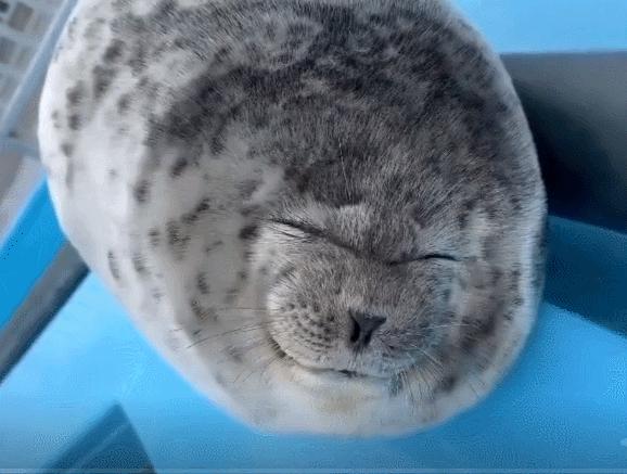 辽宁大连100头斑海豹幼仔遭猎捕,辽宁盘锦斑海豹罕见上岸晒日光浴