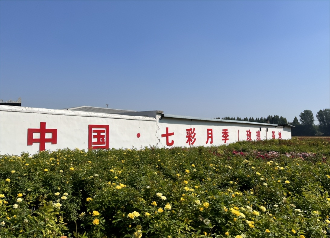 全国四大月季基地,上千亩种植基地