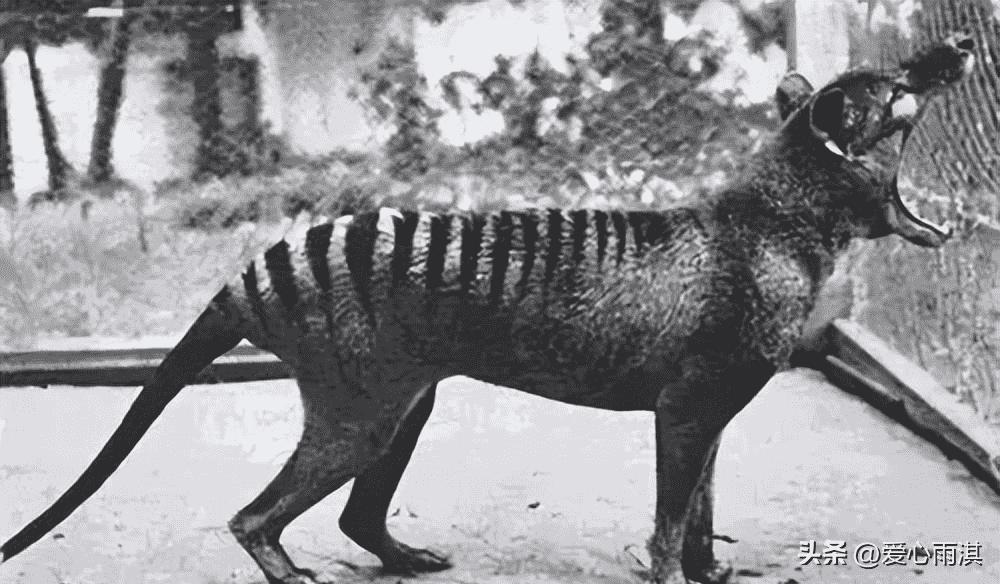 日军日记：*安妇慰**不服从管教，我很愤怒，用*刀刺**插入她的*体下**