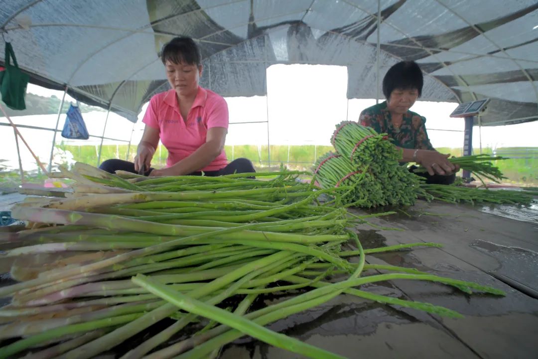 佛冈这十年：农业更强、农村更美、农民更富