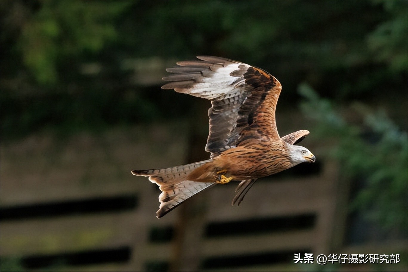 佳能r7与a6600参数对比,佳能r7和索尼a6400对焦