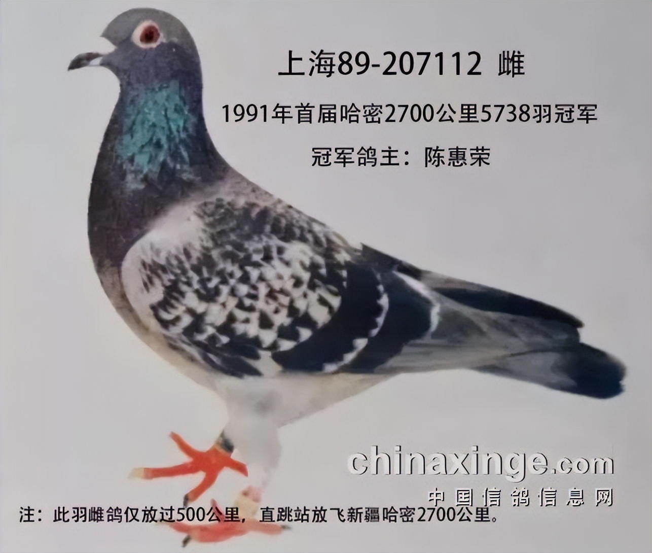 哈密超远程冠军信鸽图片,超远程赛鸽纪录