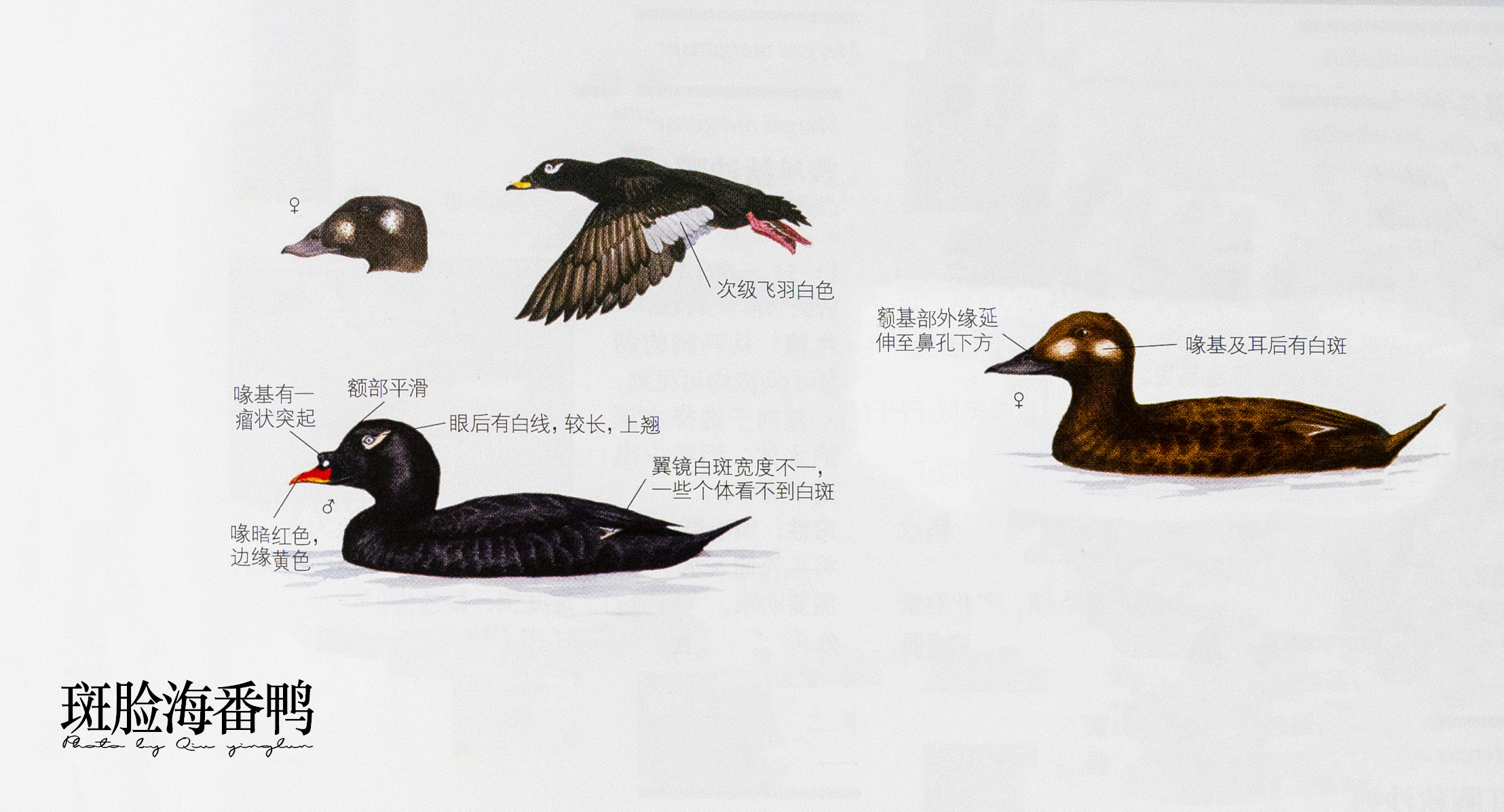 涓滄睙鎻借儨,涓滄睙鎻借儨楦熺被