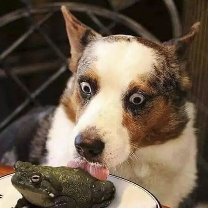 美国禁毒成功案例,国际上的禁毒案例