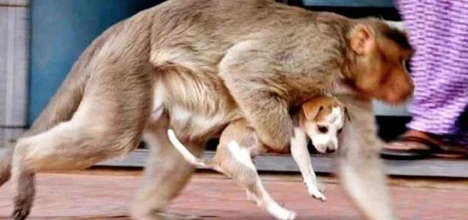 狗猴大战猴子惨败,藏獒猴子大战