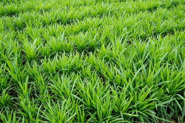 韭菜叶有白斑有什么简单治疗方法,韭菜叶子长白斑点怎么治