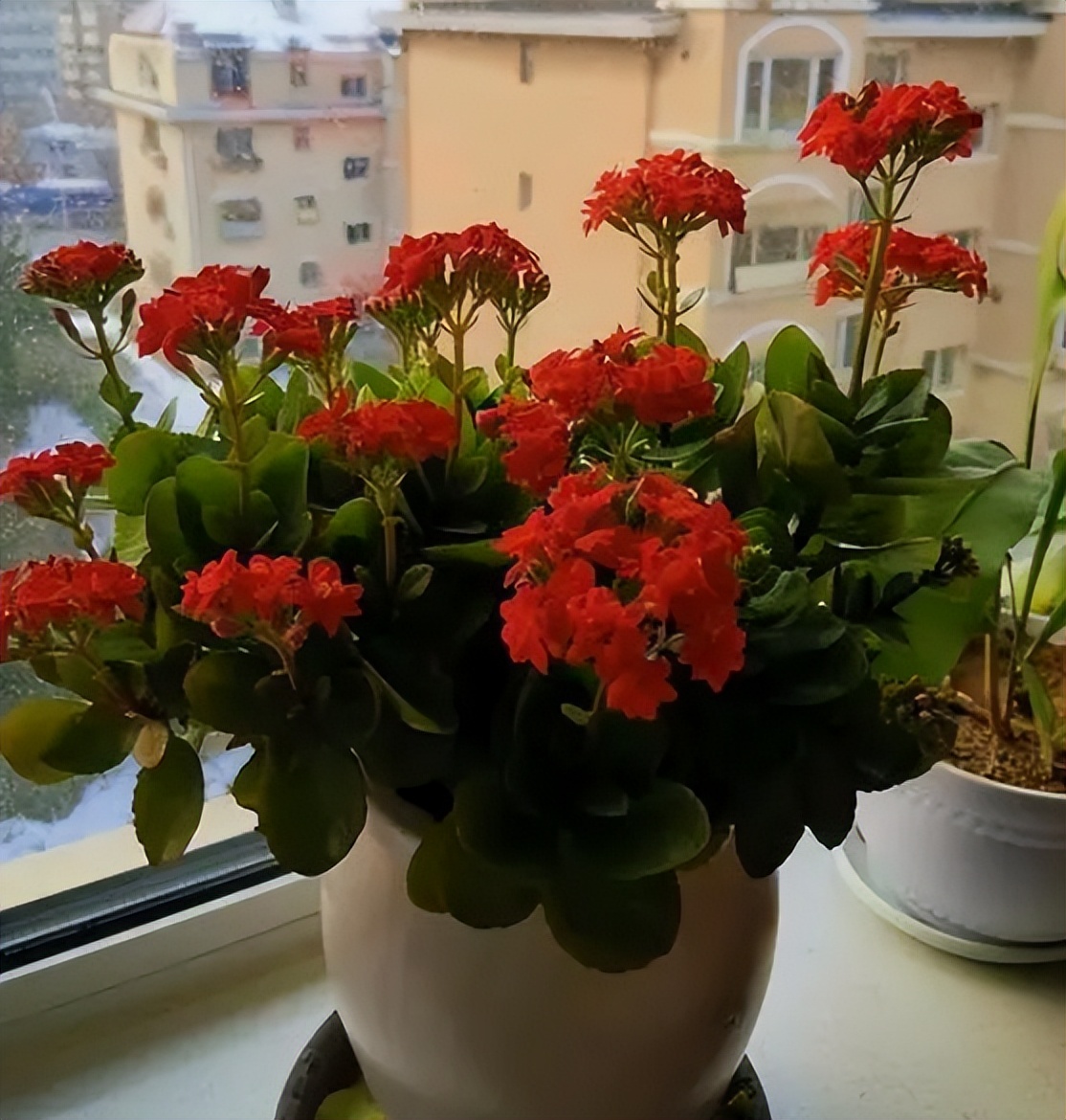 十大适合懒人种植的花,适合家庭种植的观赏花