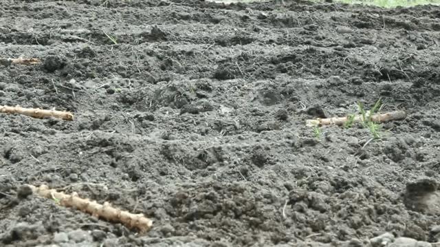 木薯跟红薯粉有区别吗,木薯粉和红薯粉外观的区别