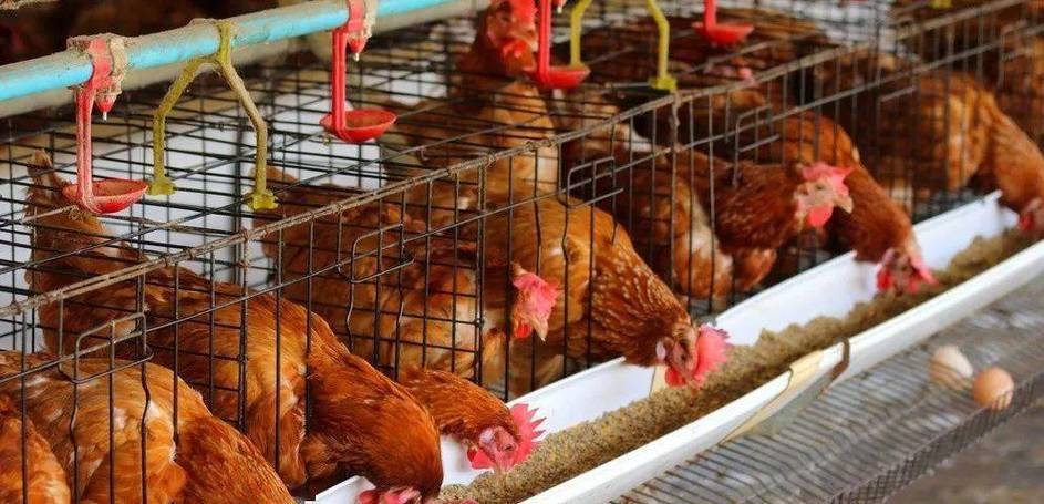 空气分级蚕豆蛋白级分作为颗粒和挤压肉鸡日粮中豆粕的替代品