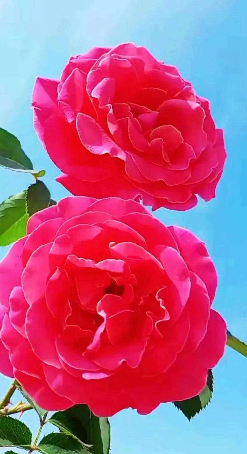 最新最美花儿高清图片,五颜六色的花儿真漂亮