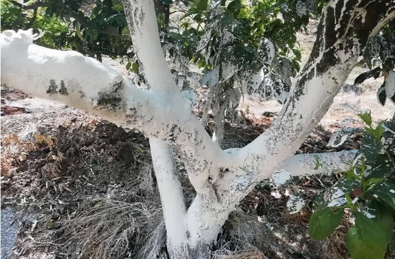 柑橘种植四大注意事项介绍,柑橘树防冻技术视频教程