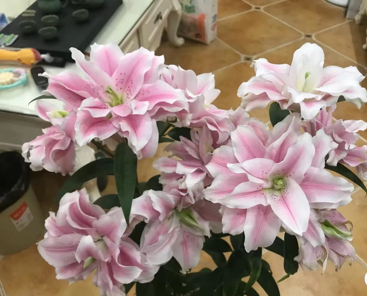 喜欢百合花，就养“重瓣百合”，花大色美，香气怡人，养护也简单