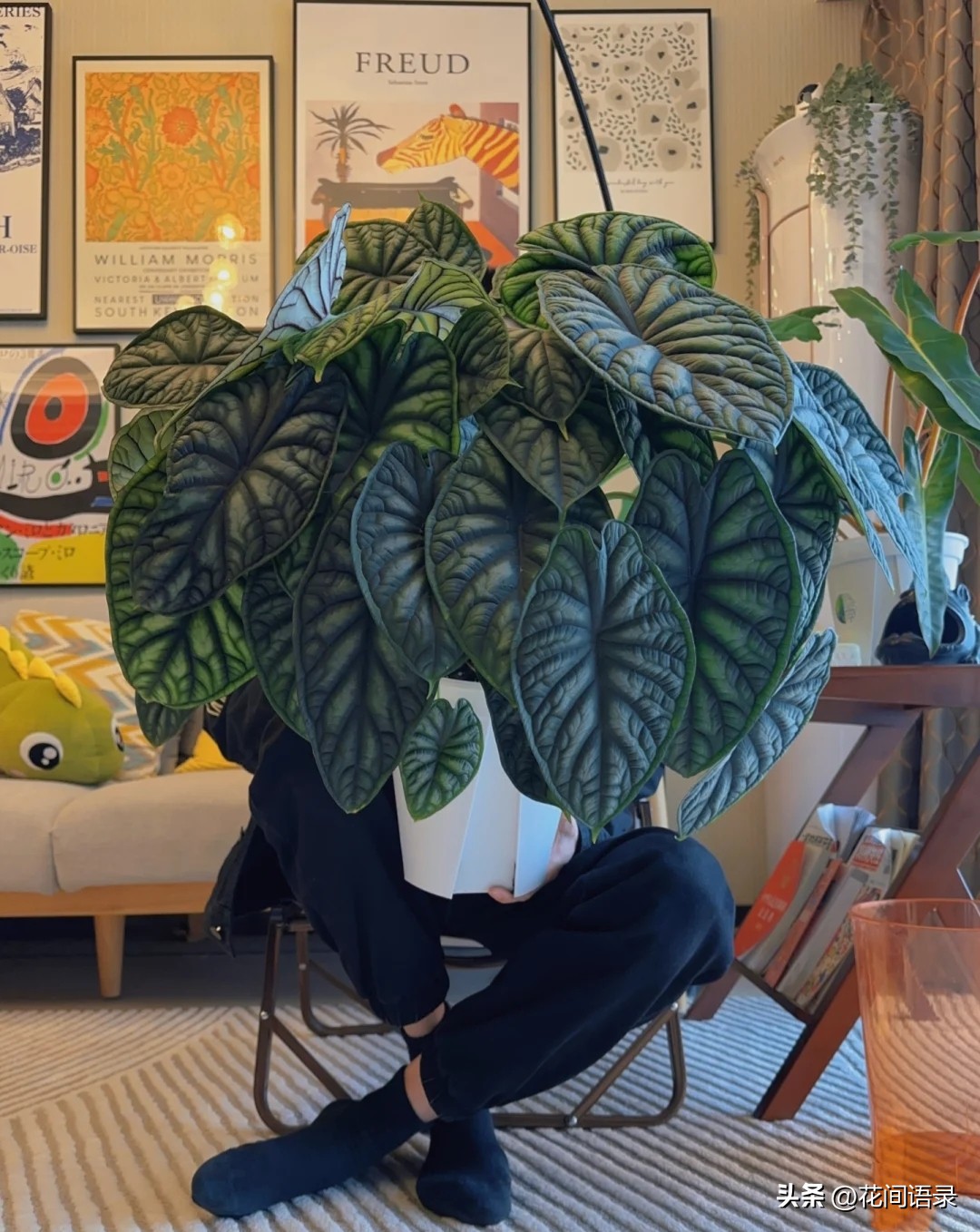 适合室内养的大叶矮壮绿植,室内超大叶片绿植