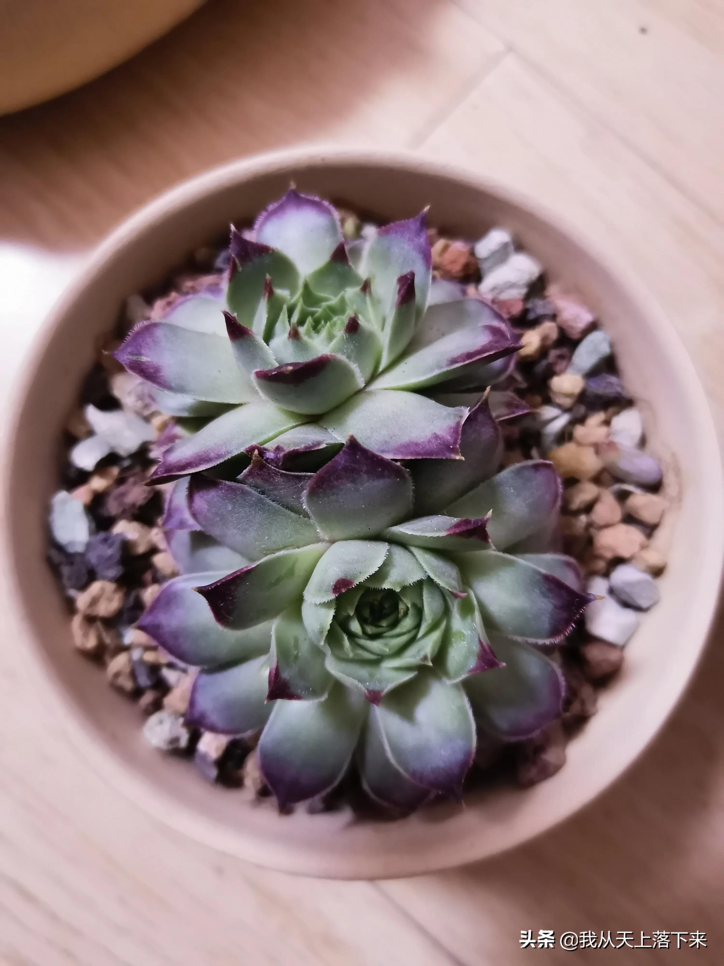 多肉品种及图片大全欣赏,多肉品种辨别图片大全欣赏