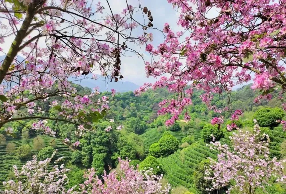 桂林雁山猫儿山,广州出发6天最适宜赏秋旅游