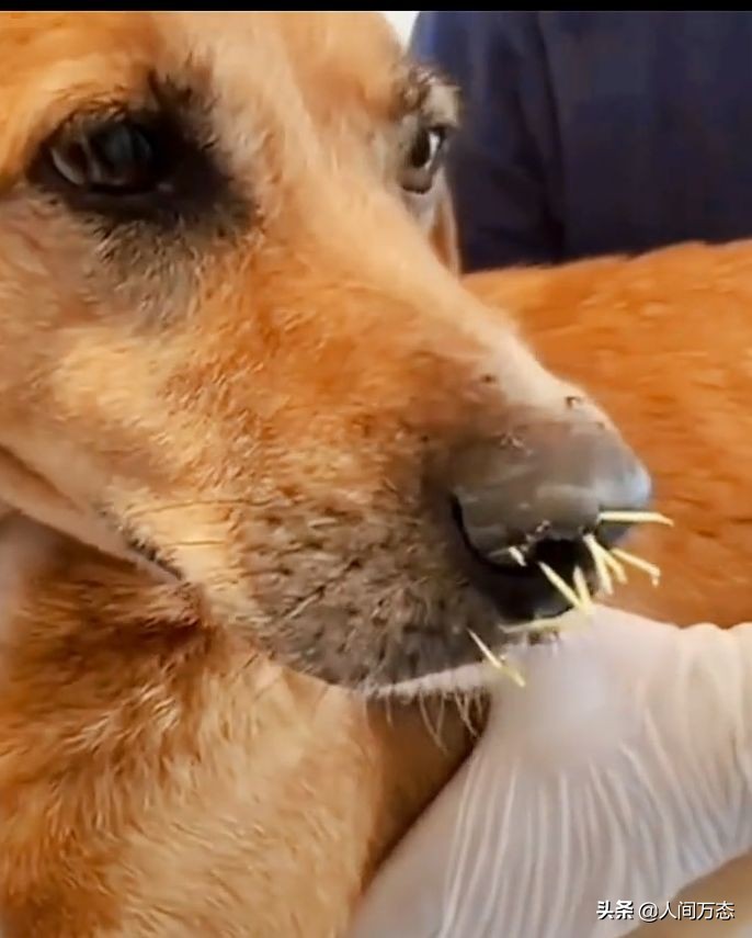 狗狗咬刺猬的视频,狗子咬刺猬怎么回事