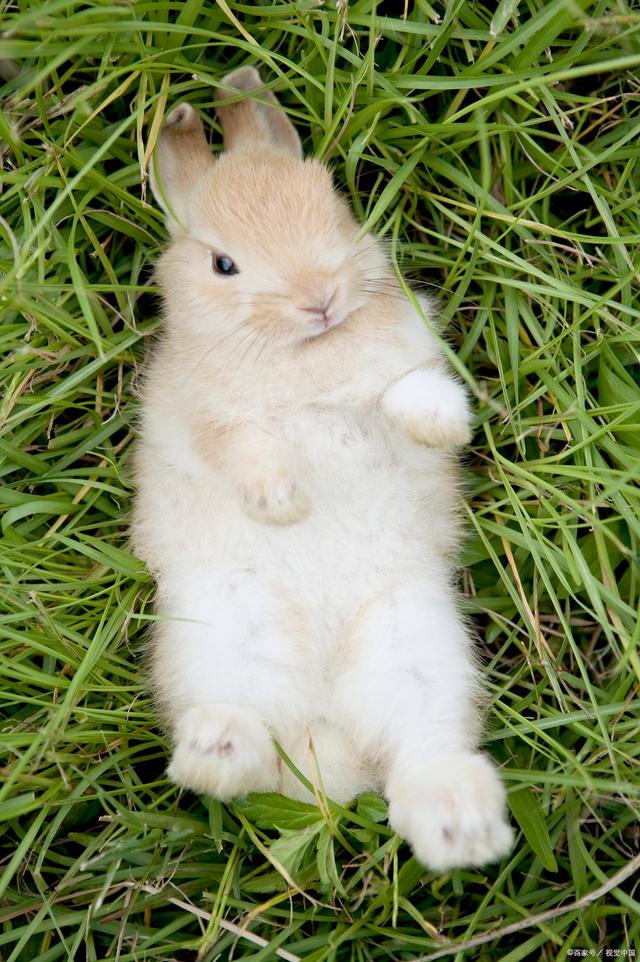 怎样写好小动物作文的技巧,写动物的作文方法与技巧