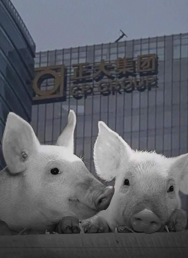 泰国首富最新投资消息,正大股份正式冲击a股ipo