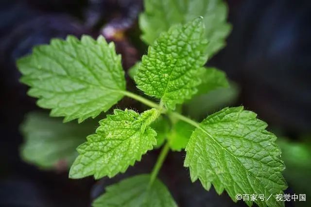 胃痛吃不下饭的时候该不该硬吃,胃痛吃不下饭时吃什么比较好