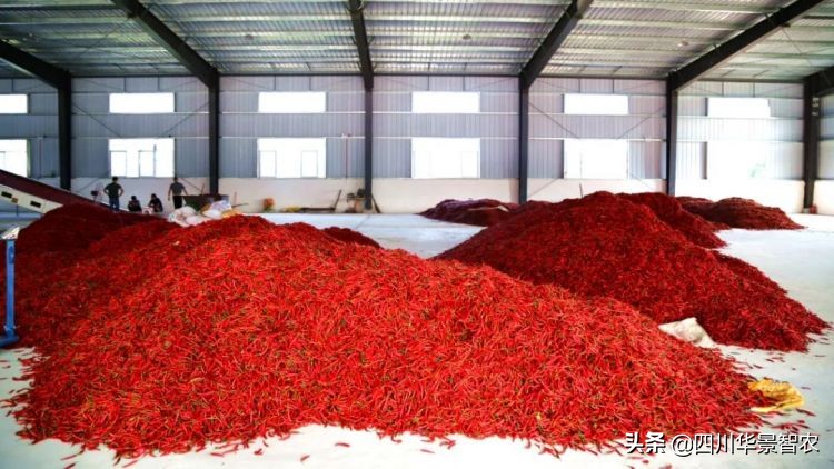 华景辣椒烘干机,湄潭洗马乡杨家山烘干辣椒