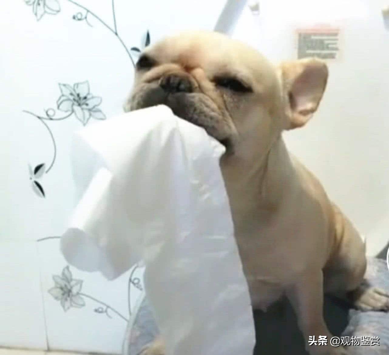 怎样训练狗狗去厕所尿,狗狗定点大小便和户外大小便