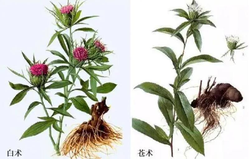 治骨缝寒气的一味中药,四味中药能赶走骨缝里的风湿寒气