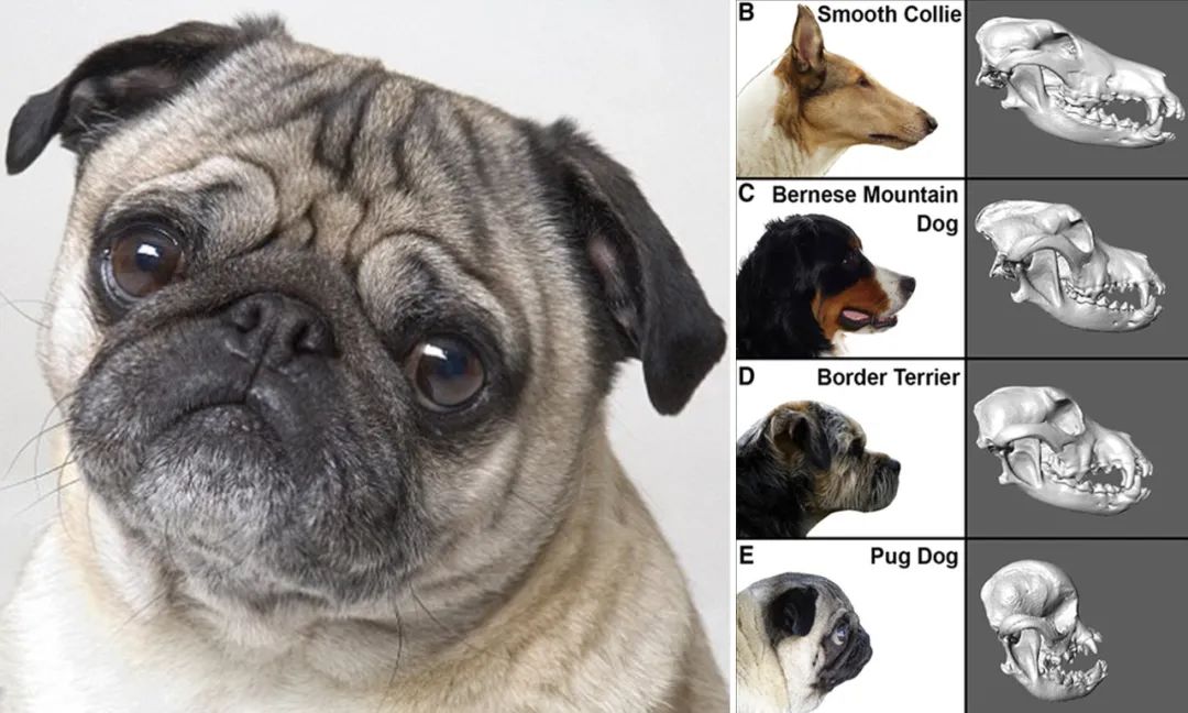 巴哥犬最大的特点,巴哥犬最令人头疼的5大缺点