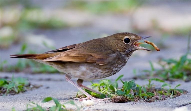 所有鸟图片大全大图,50张最佳鸟类摄影作品