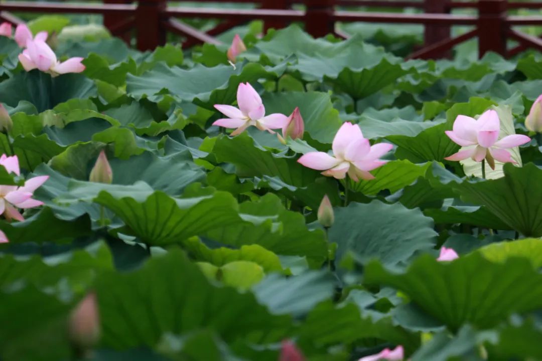 临沂夏日荷花盛开,临沂的荷花火了