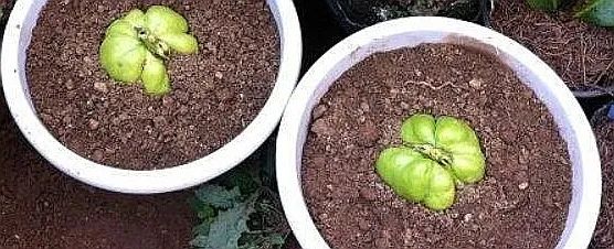 虎耳瓜怎么做才好吃,虎耳瓜危害