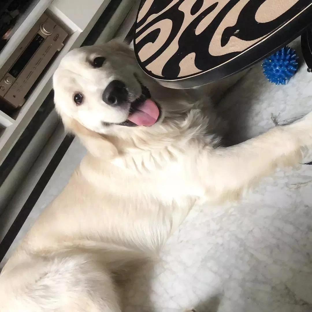 大金毛真的是太暖心了,大金毛到底有多可爱