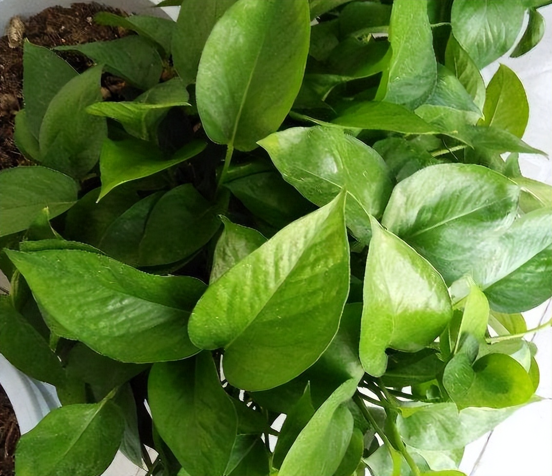 绿萝怎么养才能更旺盛浇什么水,绿萝水养的方法和注意事项