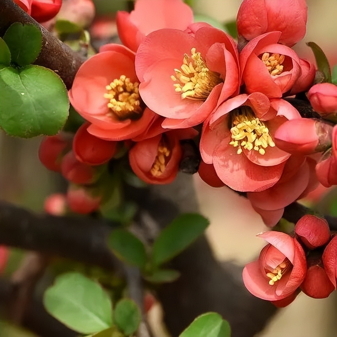 春天的花朝河湾，满屏都是花花花花
