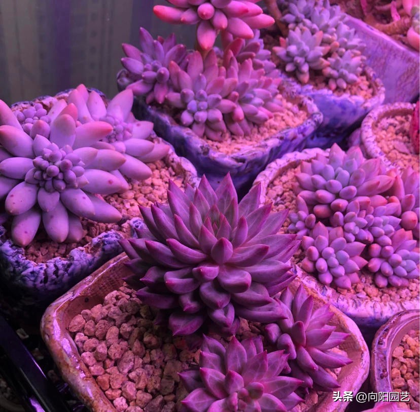 几十块的补光灯推荐,100元左右补光灯怎么选