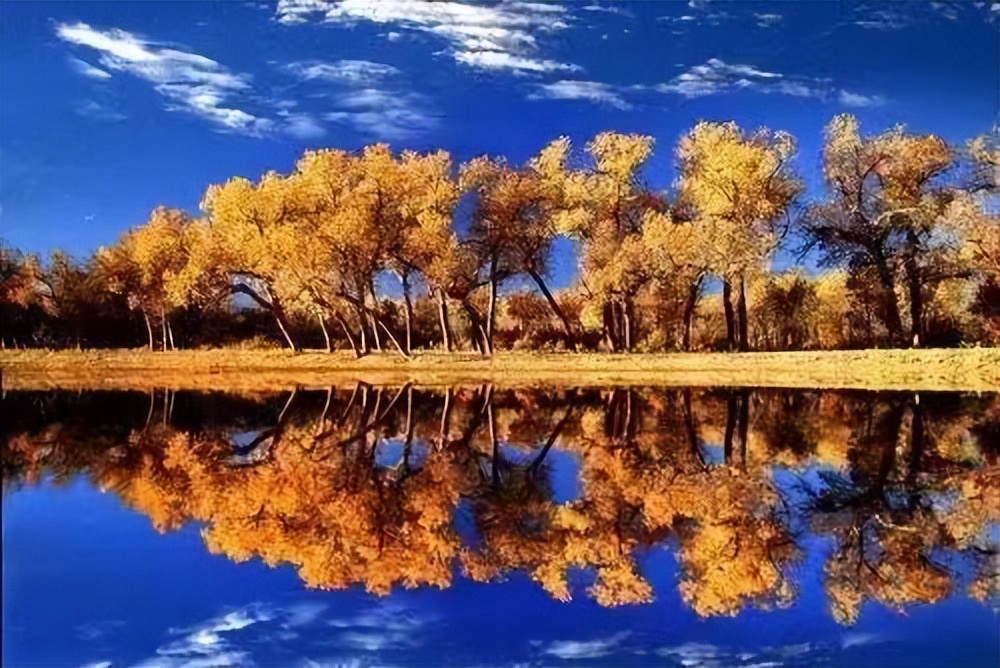 【临夏林草文化】科普篇‖胡杨铁骨千年铸，沧桑燃尽度春秋