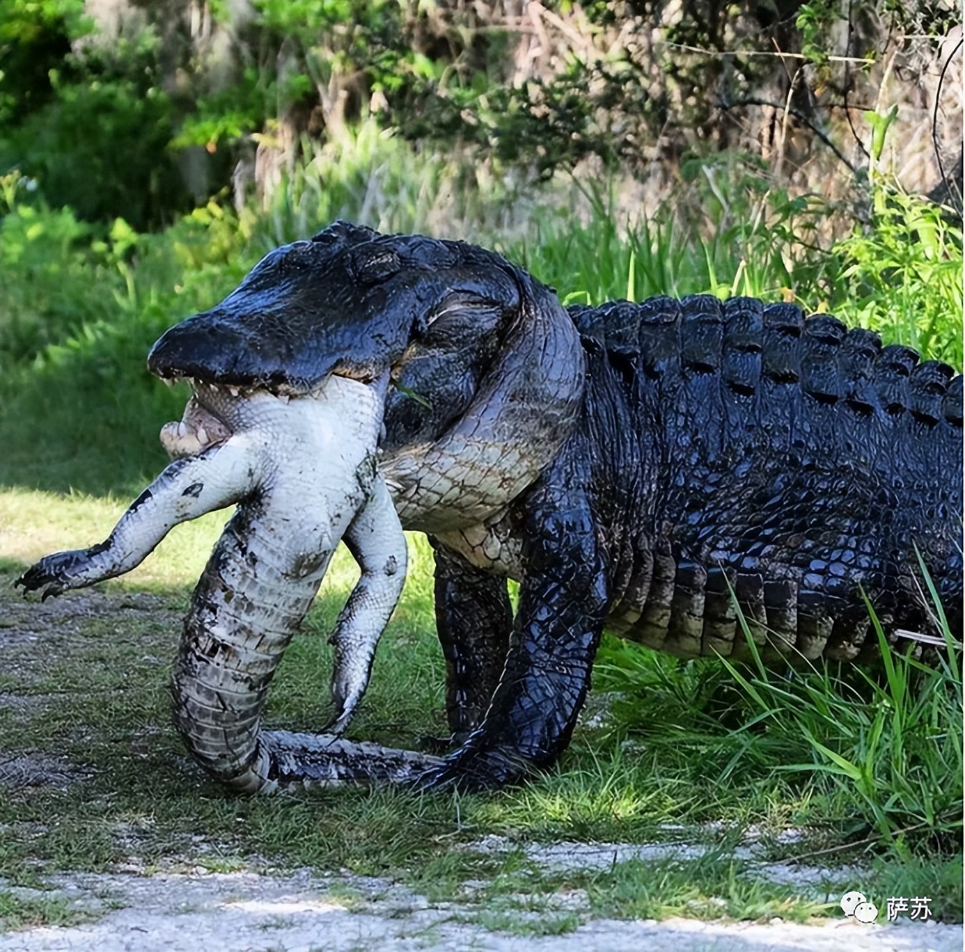 韩愈是怎么赶走鳄鱼的,韩愈写给鳄鱼的话
