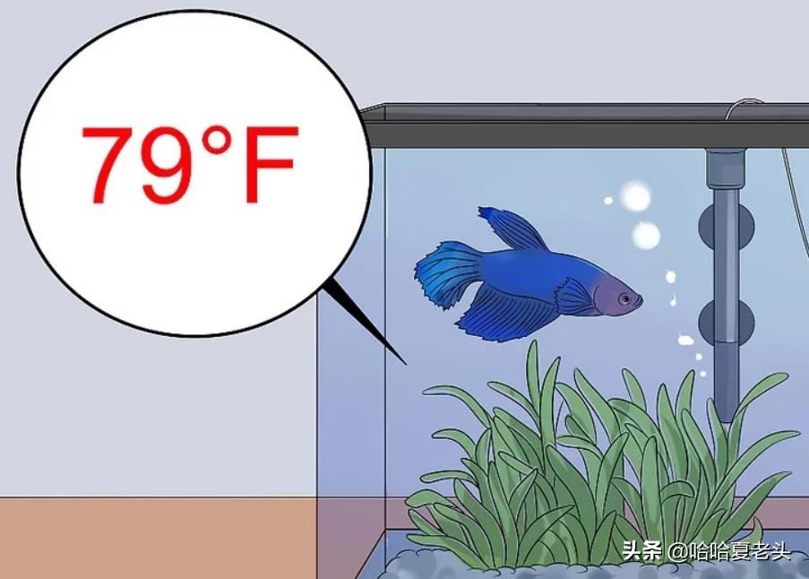 怎样拯救要死的斗鱼,怎么抢救奄奄一息的斗鱼