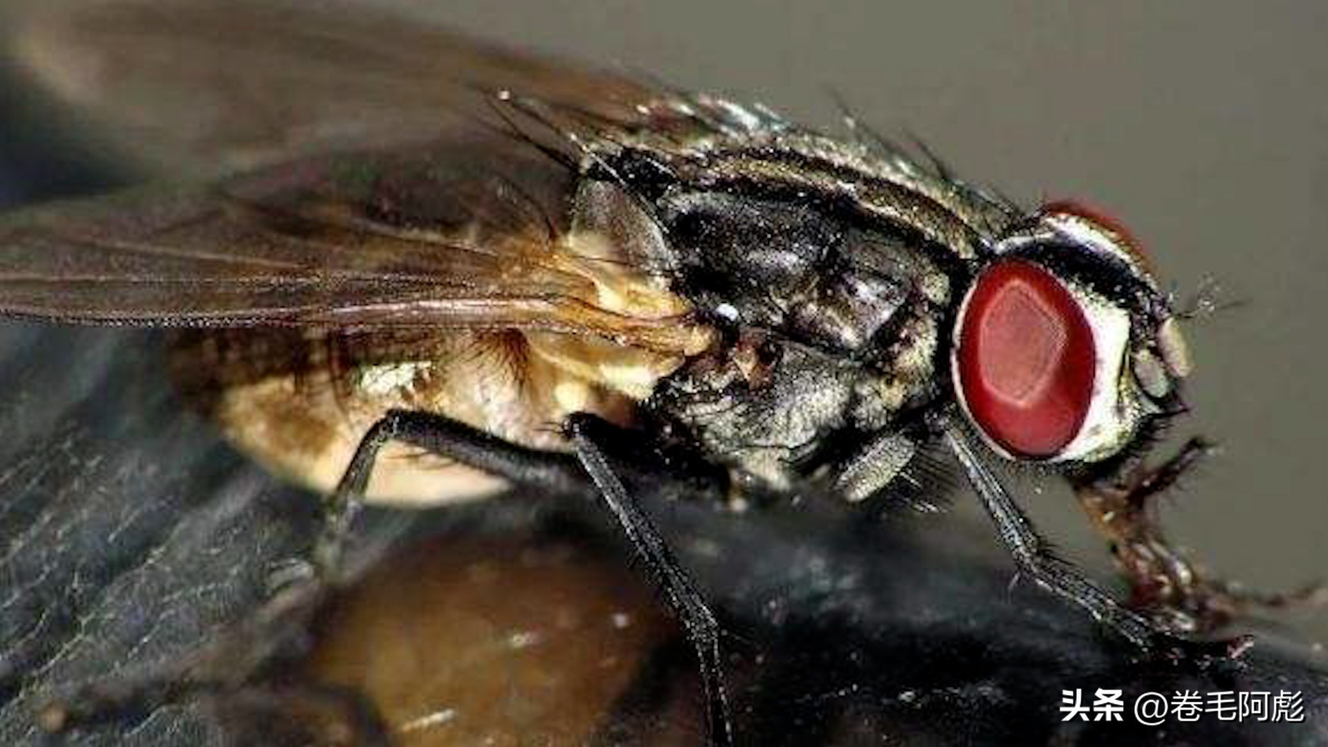 女子被12只蜱虫咬,美国女子被虫子咬