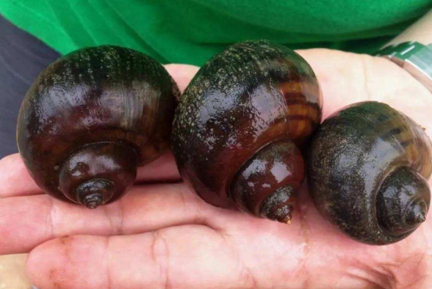 上海多地发现巨型老鼠重达17公斤,超市发现巨型老鼠跟小孩差不多大