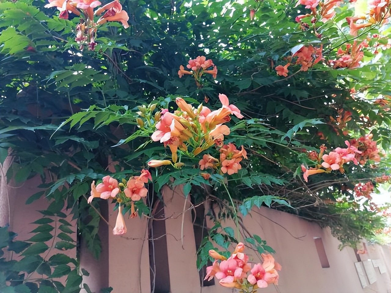 好看易种易活的花推荐,容易爆花的庭院花卉