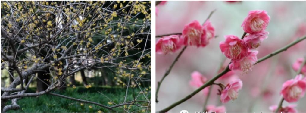 腊梅是在腊月开的,梅花是蜡梅还是腊梅