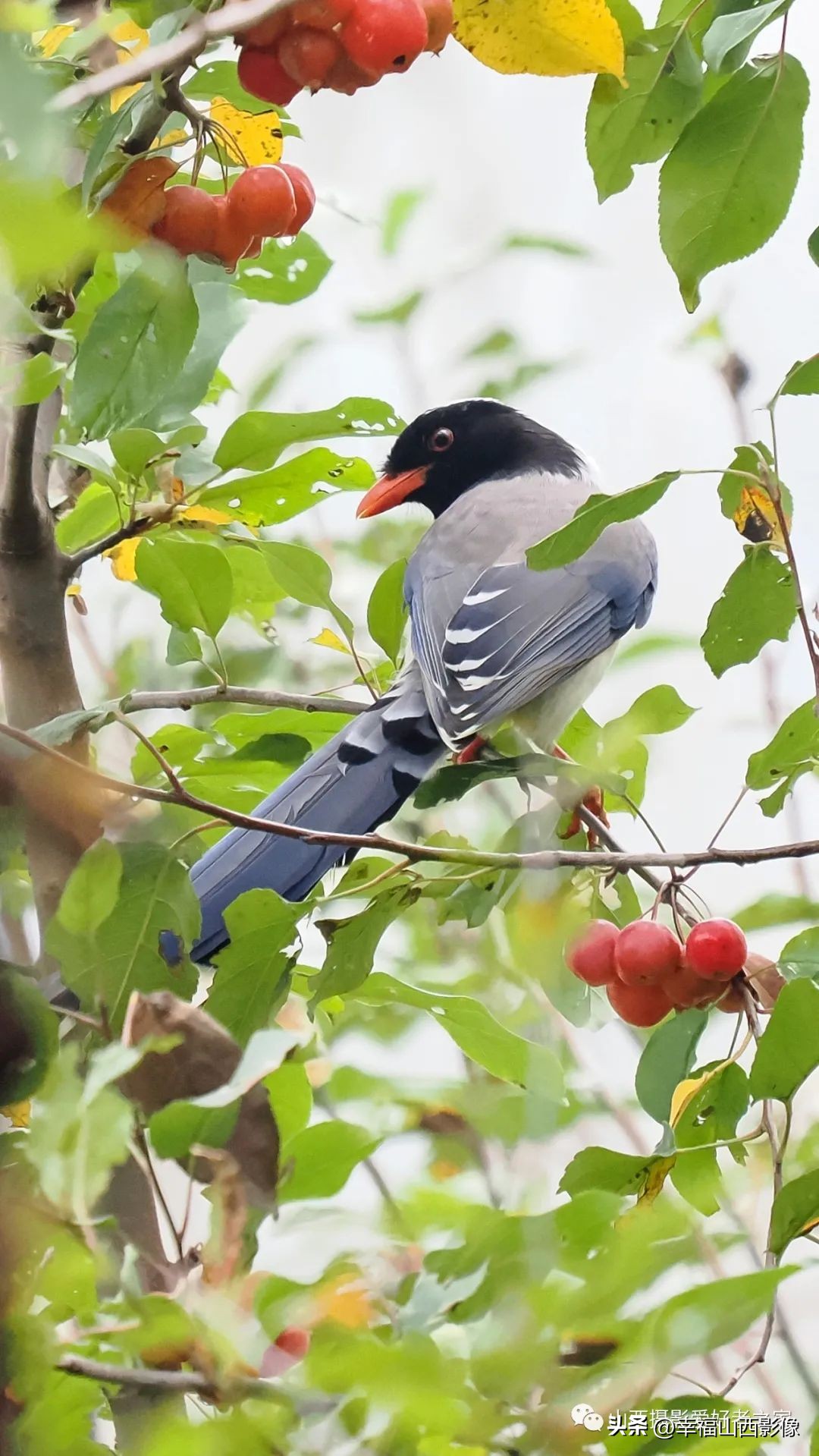 轻巧而又专业的拍鸟器材是它——奥之心相机镜头体验记