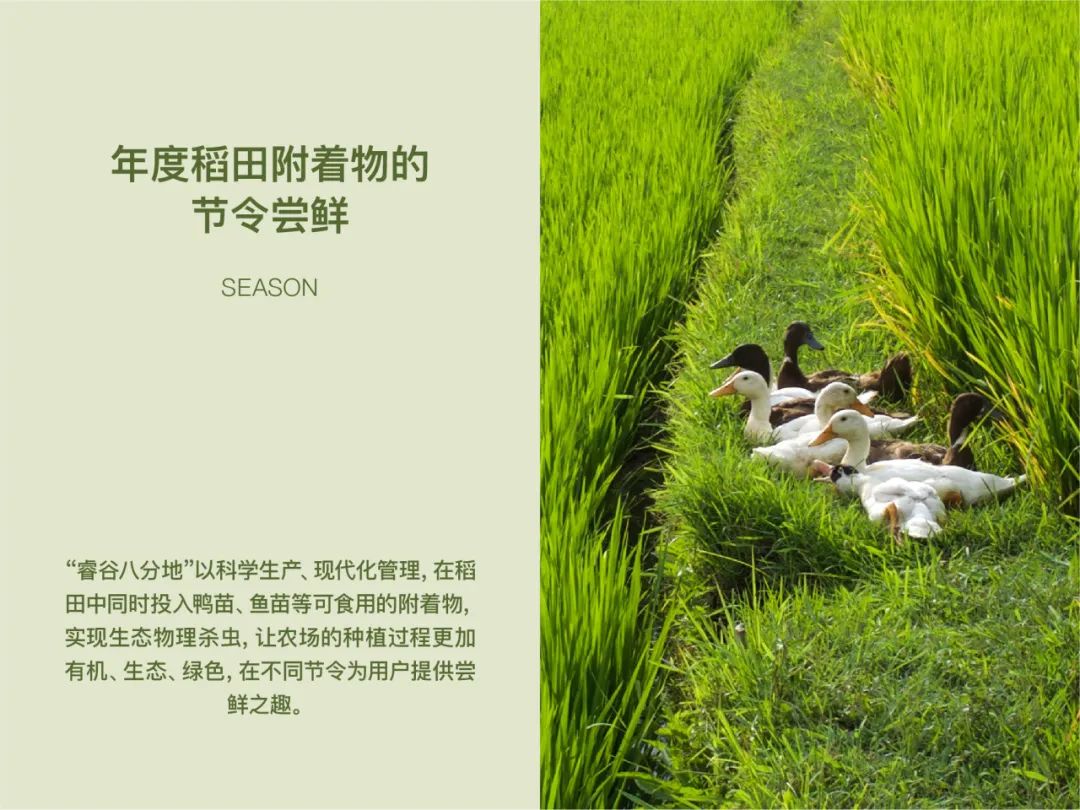 大道恒美×睿谷生态：大品牌战略，赋新生活方式营销