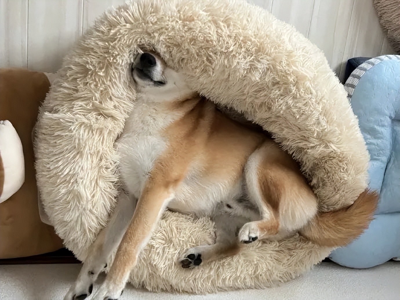 金毛误入地铁站后续,金毛闯地铁