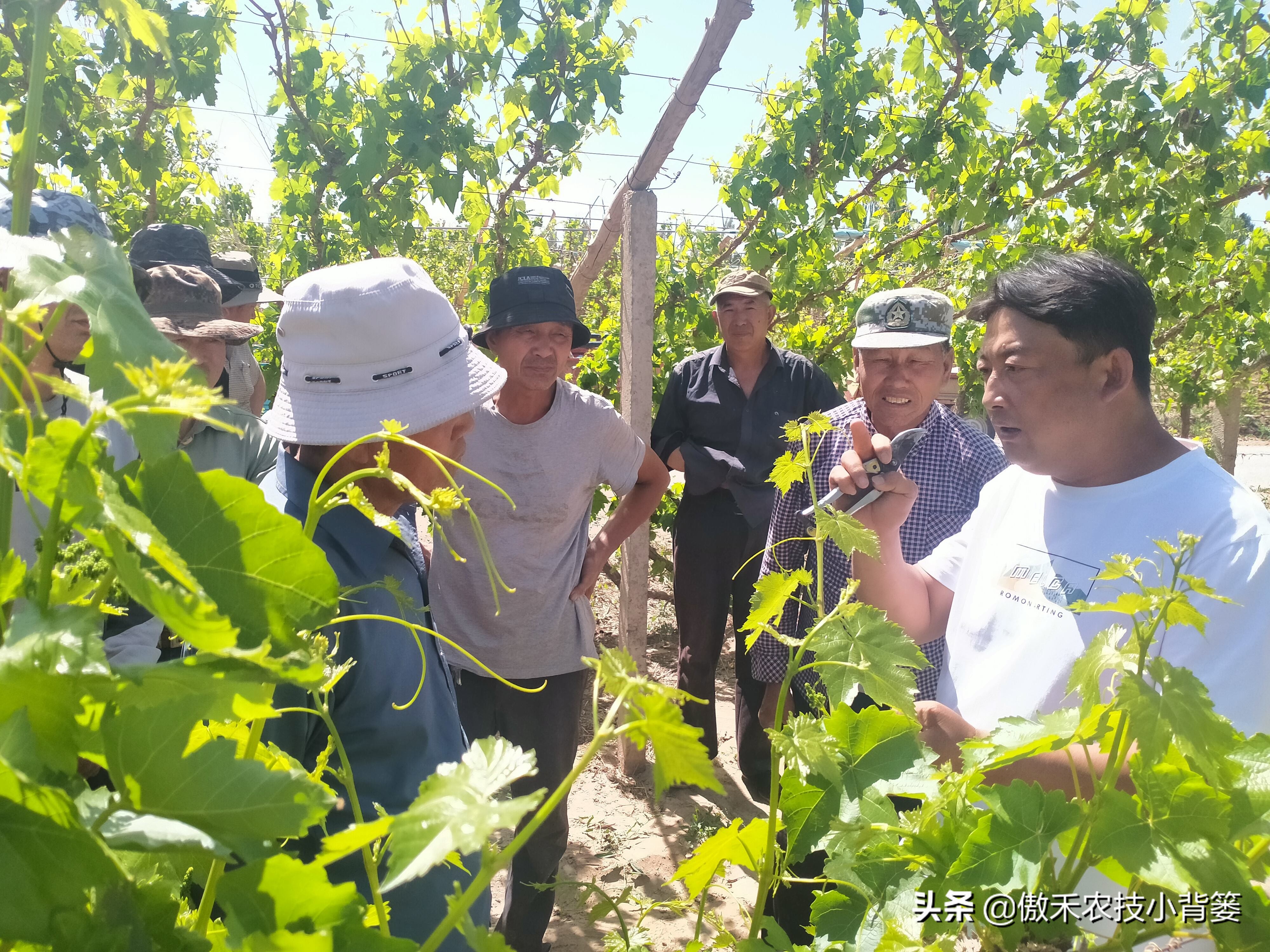 怎样让葡萄长势又好产量又高？春季果园管理重点抓好这5点