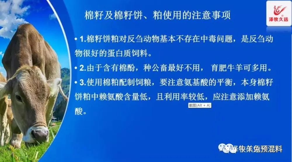 豆粕暴涨严重影响养猪业,豆粕疯涨能用什么替代