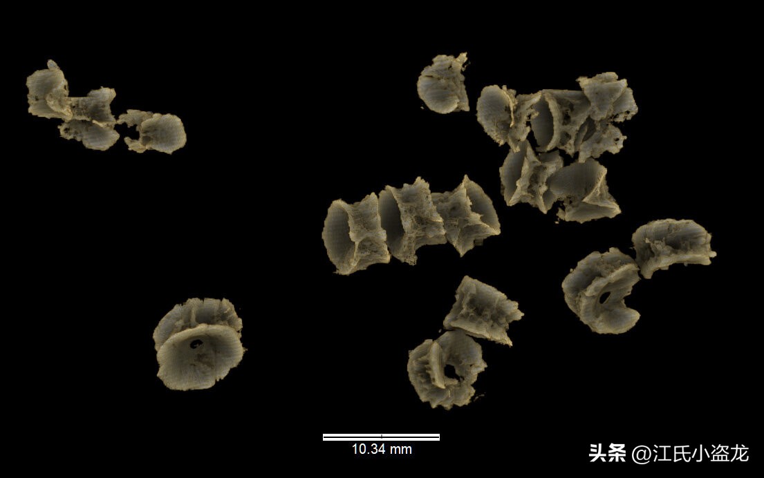 全民众筹买化石，终于知道它吃什么了！