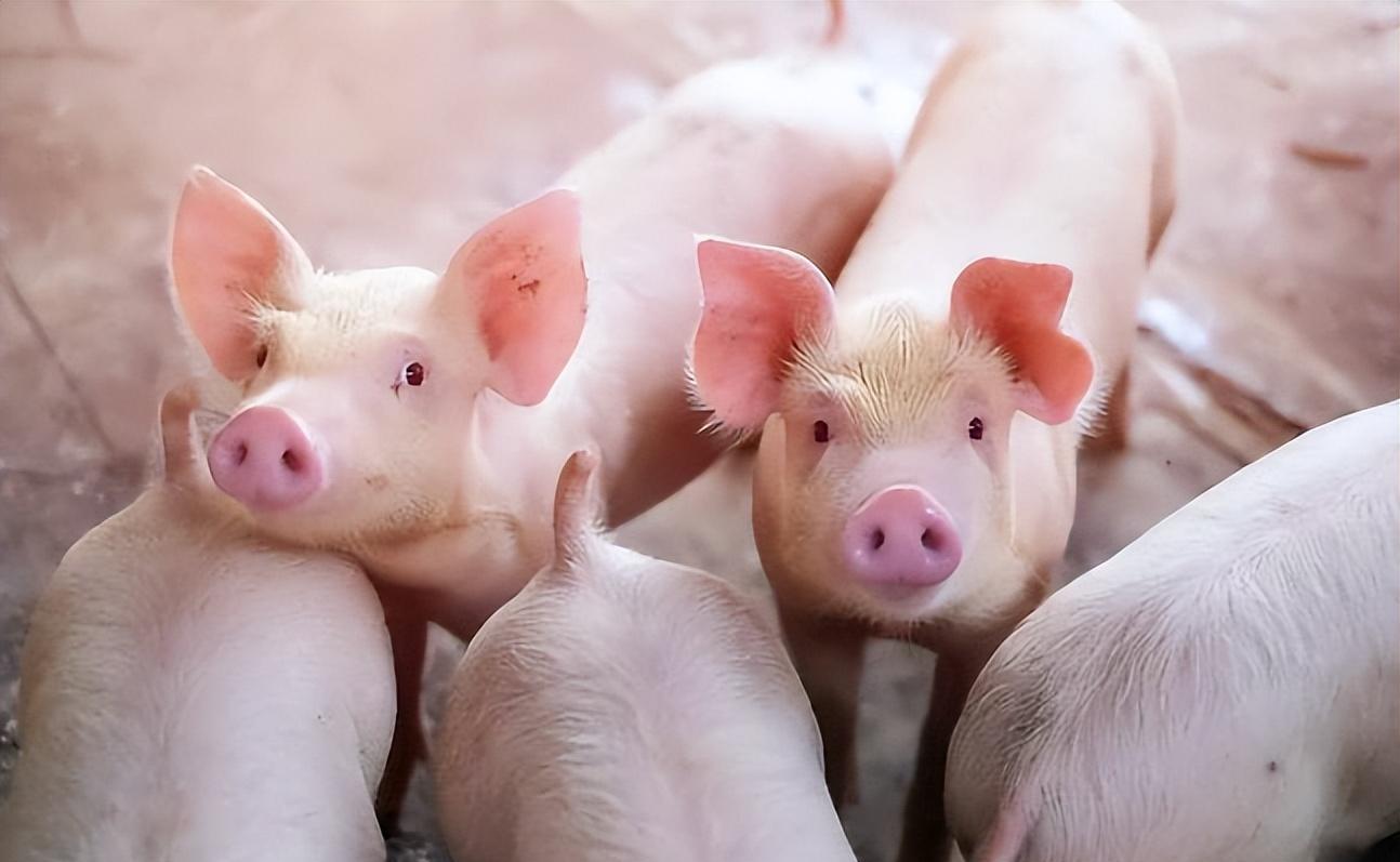 回族人不吃肉算不算是风俗习惯,回族人不吃牛肉的原因