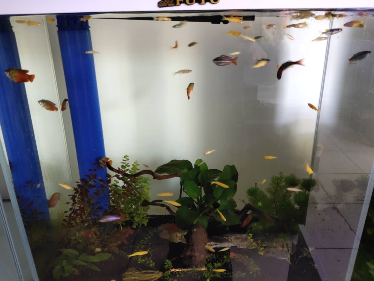 生活小妙招去除鱼缸异味,解决鱼缸的腥味的方法